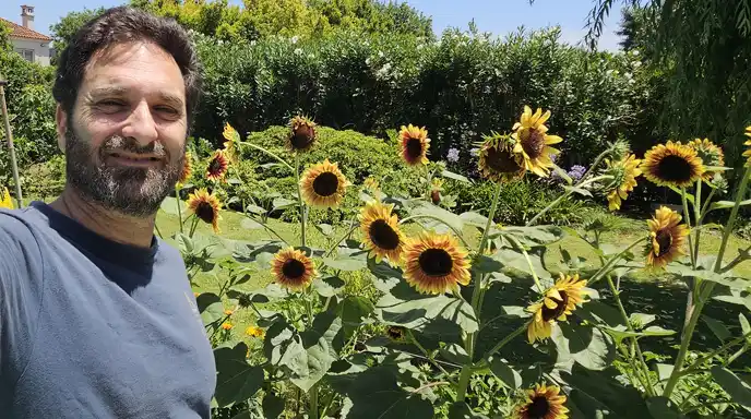 Girasoles en flor en la huerta