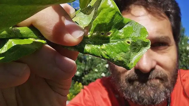 Plagas en la Huerta: Identificar, Comprender y Actuar a Tiempo
