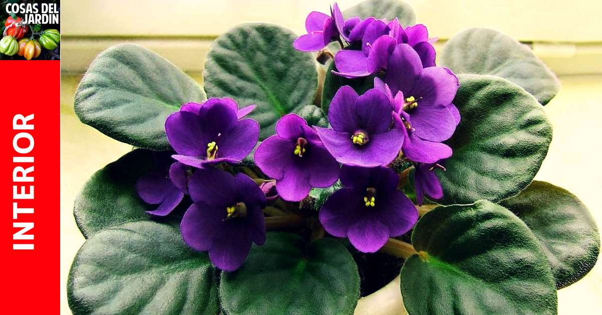 Como cuidar la violeta africana - Cosas del Jardin