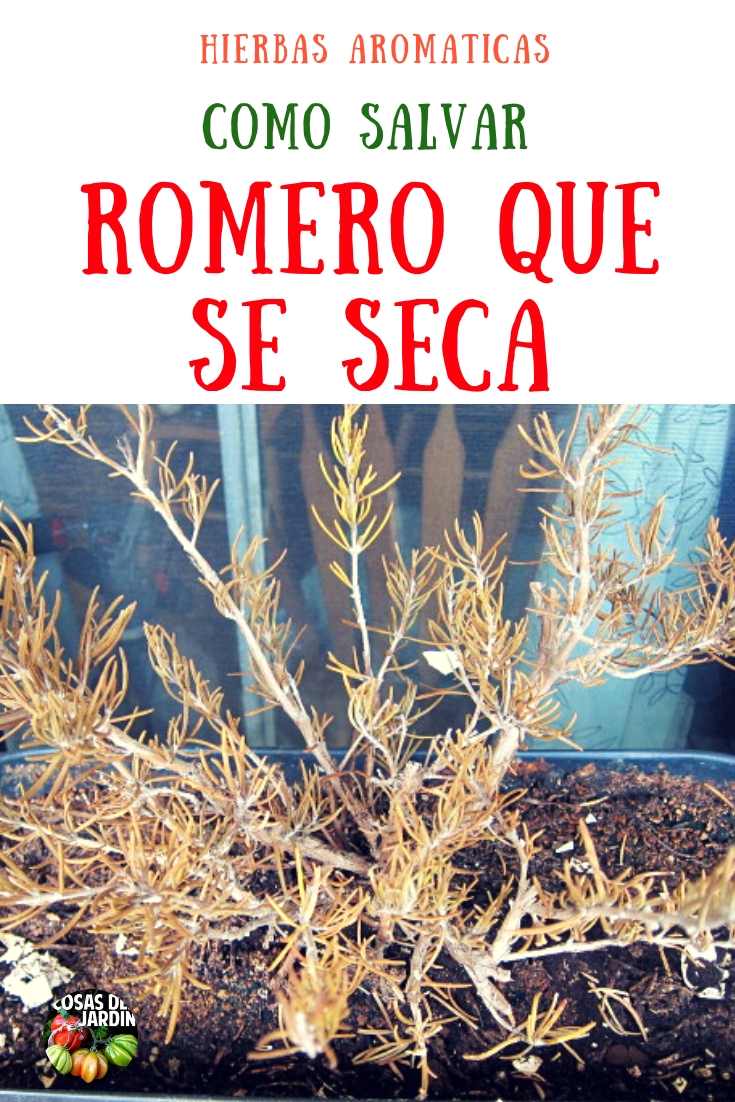 Porque Se Seca El Romero En Maceta