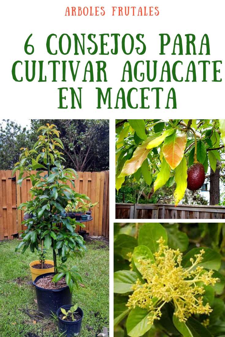 Plantas Aromticas En Macetas Cmo Cultivar Paso A Paso